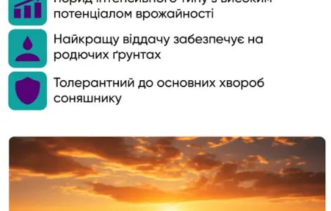 Гібрид соняшнику НСХ 7902 для високих урожаїв