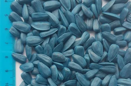 Насіння кондитерськоого сорту соняшника Смарагд