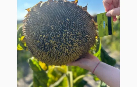 Насіння соняшнику гібрид астон