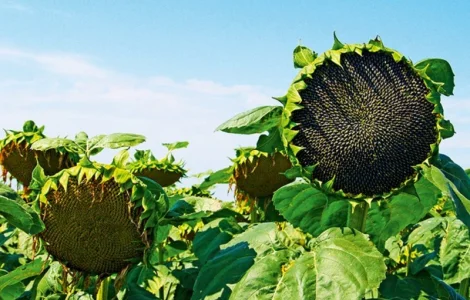 Семена подсолнечника гибрид Неймар ТК Арт-Агро"