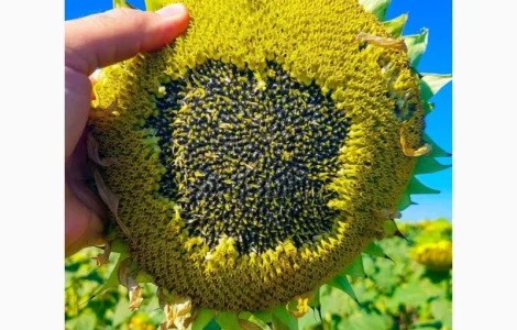 Соняшник Флеш ( Насіння соняшника ФЛЕШ )