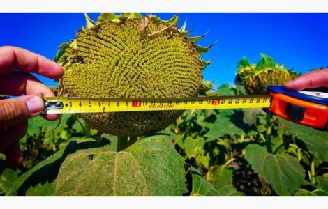 Семена подсолнечника гибрид ФЛЕШ под гранстар