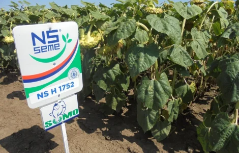 Насіння соняшника гібрид НС Х 1752 SUMO (під Гранстар)