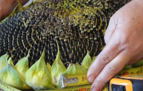 Гібрид соняшника МАГНУМ під гранстар ТМ "ВНІС"