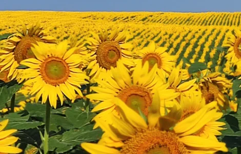 Насіння соняшника гібрид АР Імпульс під євролайтнінг