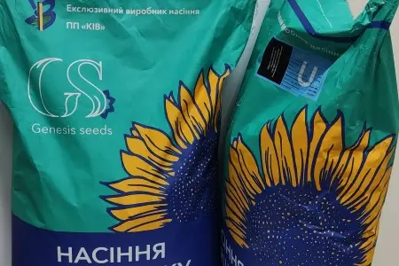 Семена соняшника Козак під Гранстар - високий урожай