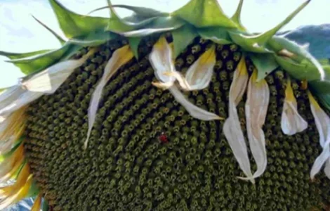 Семена подсолнечника под Евролайтинг| Подсолнух Євро (екстра)