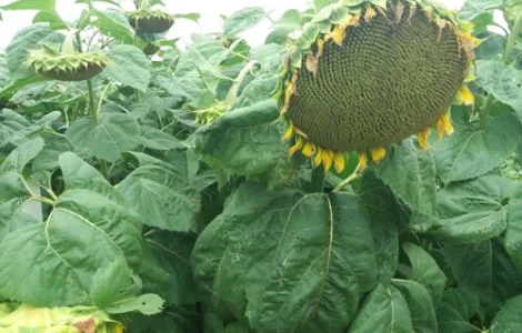 Насіння соняшника кондитерського СПК