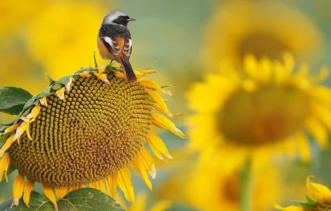 Насіння соняшнику гібрид Неймар ТОВ "ТК Арт-Агро"