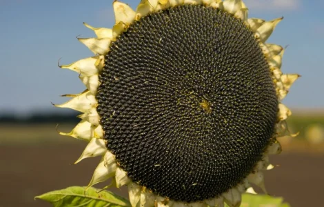 Насіння соняшника під гранстар гібрид Неймар