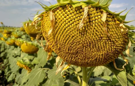 Насіння соняшника гібрид Вегас під гранстар