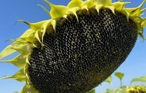 Насіння соняшнику гібрид МАСТАК ТМ "ВНІС", Україна