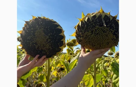 Насіння соняшника під Євролайтінг
