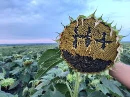 Насіння соняшника Неймар Плюс під Гранстар НОВИНКА