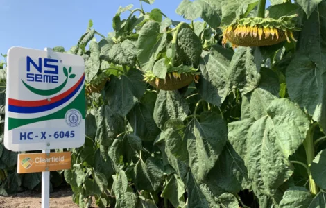 Семена подсолнуха НС Х 6045