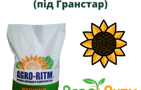 Насіння соняшника гібрид Альдазор