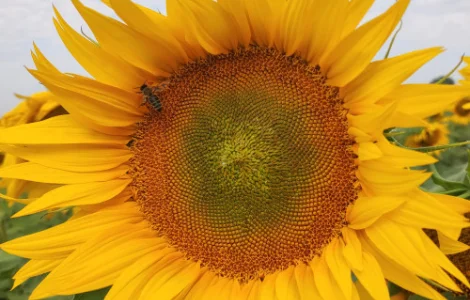 Насіння соняшника гібрид Бомонд під гранстар 60г /га