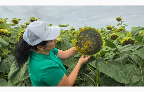 НЕЙМАР ПЛЮС насіння соняшнику під гранстар