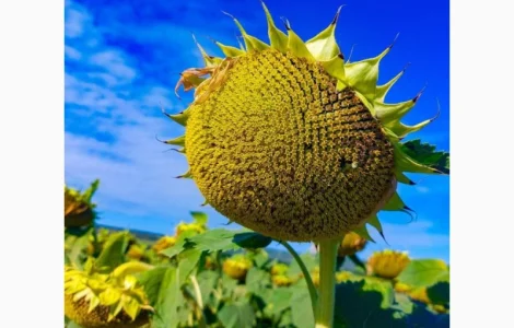 Насіння соняшнику гібрид НС Х 7902 під гранстар (соняшник НС Х 7902 )