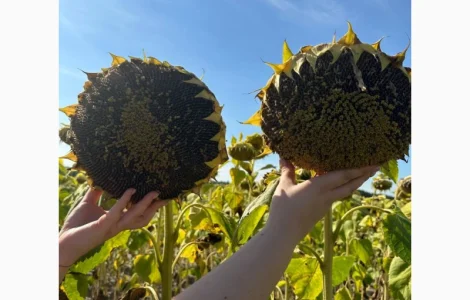 Насіння соняшника Неймар Плюс (Насіння сооняшника під гранстар ) Доставка безкоштовна