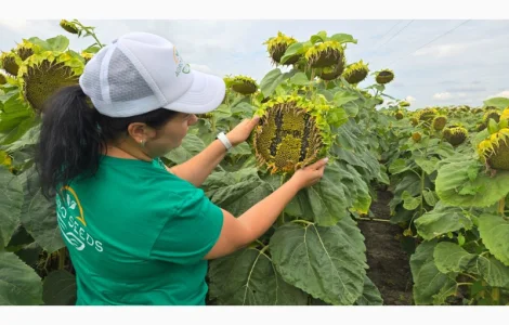 СОНЯШНИК НЕЙМАР ПЛЮС ( насіння соняшника під гранстар )