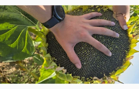 Насіння соняшника гібрид БАСТЕР