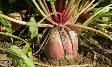 Продам посевной материал семечки. От поставщика