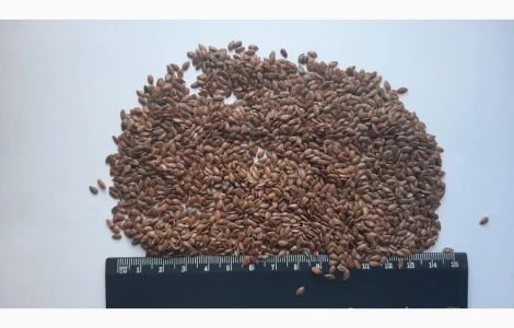 Льон 150 тонн. Хмельницька обл