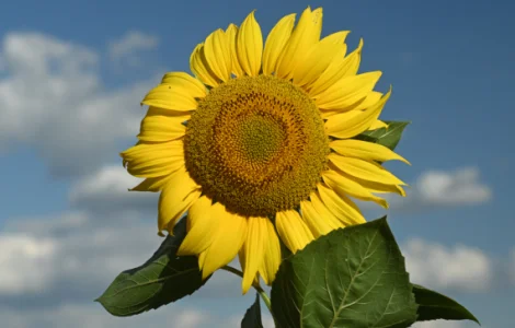 Насіння соняшника ВОЛЛТЕР RAGT