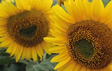 Насіння соняшника ВОЛЛЬФ RAGT