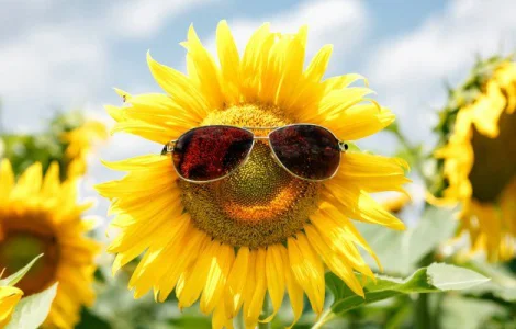 СРОЧНО продам посевной канадский трансгенный гибрид подсолнечника TIZIAN F 399