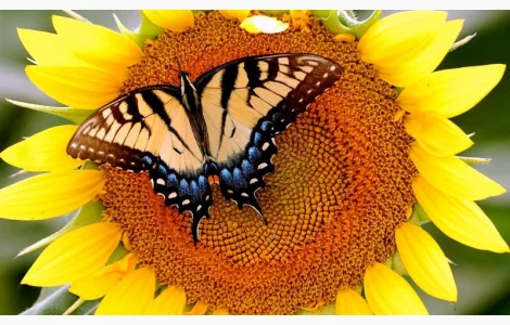 Куплю подсолнечник