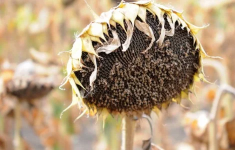 Насіння соняшнику під Гранстар РОНА