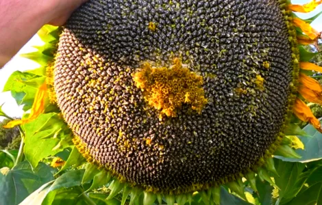 Семена подсолнечника Гаярд