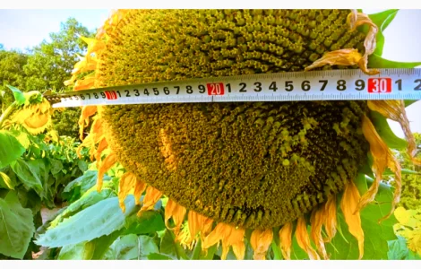 Насіння соняшника під Євро-Лайтінг | НОВО-АЛЬЄ