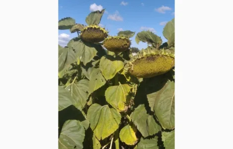 Семена подсолнечника Азимут Експрес 75