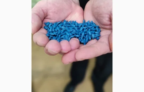 Семена подсолнечника ЄС Бамбина G