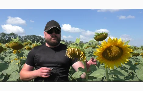 Семена подсолнечника Астон A-G