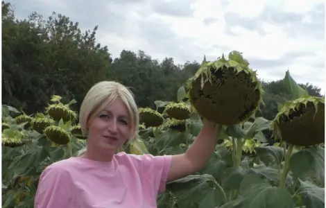 Насіння соняшника Аркос - високоврожайний гібрид