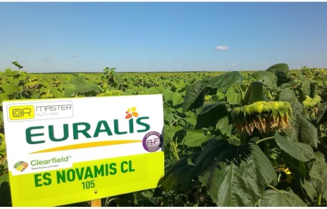 Подсолнечник ЕС Новамис СЛ - Euralis