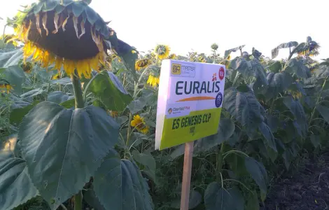 Соняшник ЕС Генезис СЛ (A-G) - Euralis у продажу