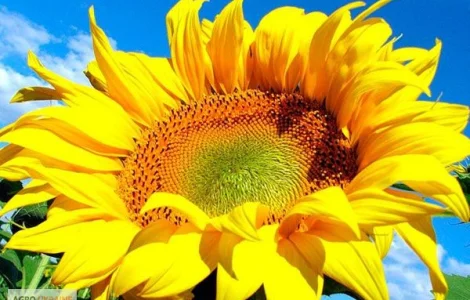 Семена подсолнечника Богдан