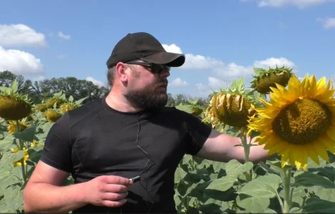 Насіння соняшник НС Х 8005 під гранстар