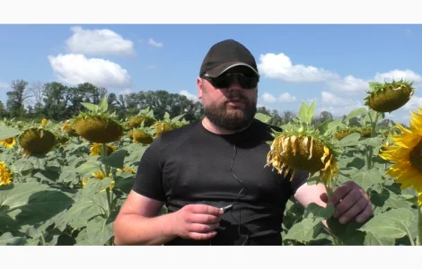 Подсолнечник НСХ 6749 SU