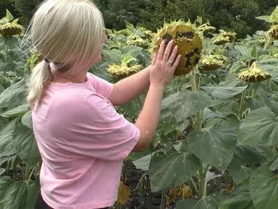 Насіння соняшника НЕЙМАР ПЛЮС A-G