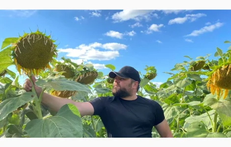 Ультра ранній соняшник КАРДИНАЛ