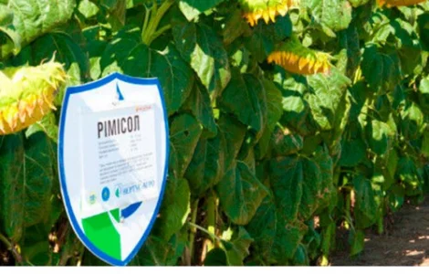 Подсолнечник Римисол