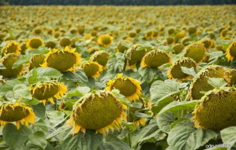 Подсолнечник НС-Х-498 7OR под гранстар 50 гр