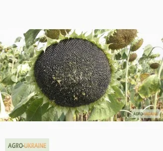 Семена подсолнечника НС-Сумо-2017 (гранстар) Нови Сад