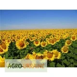 Семена подсолнечника Рембо - ВНИС (гранстароустойчивый)